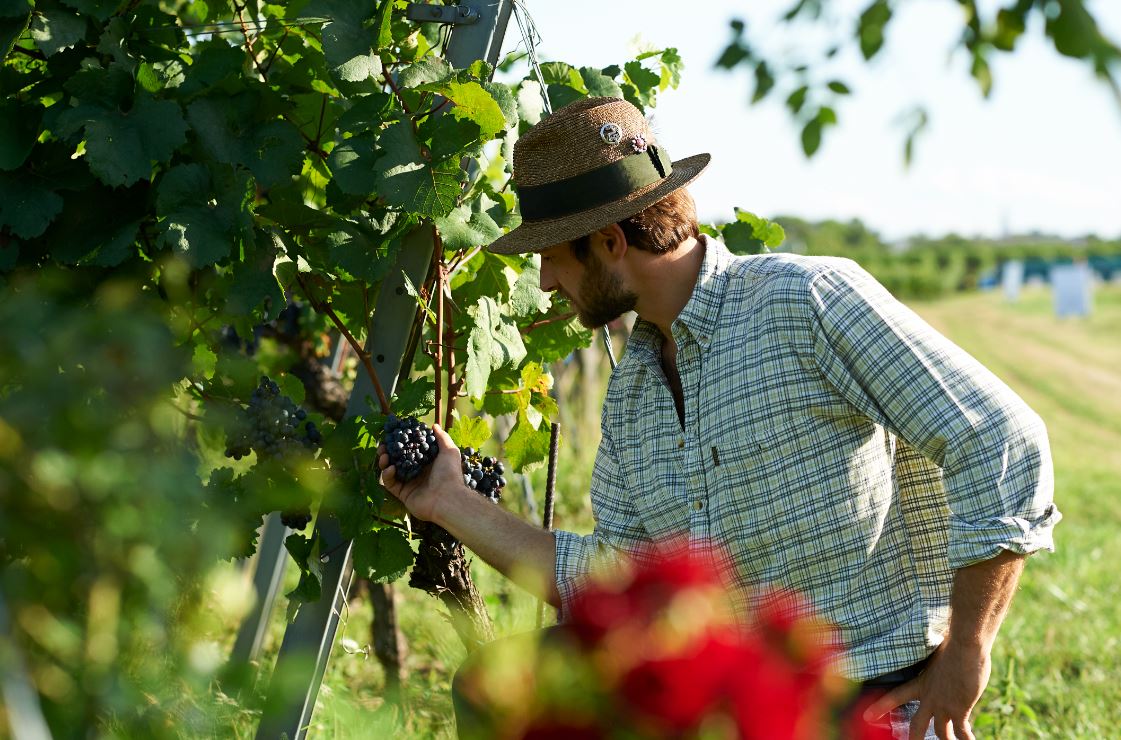 Weinbau, Land- und Forstwirtschaft