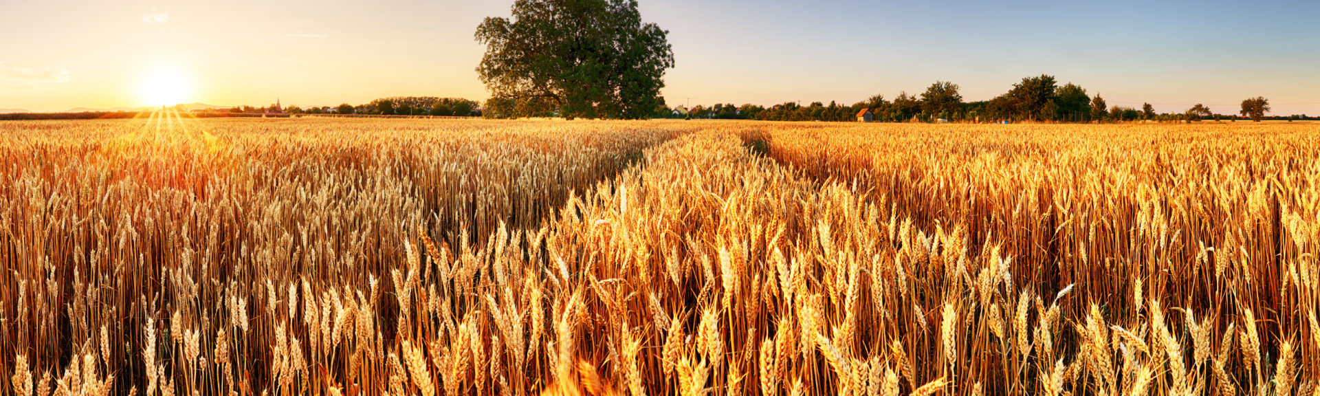 Wheat flied panorama with tree at sunset, rural countryside - Agriculture