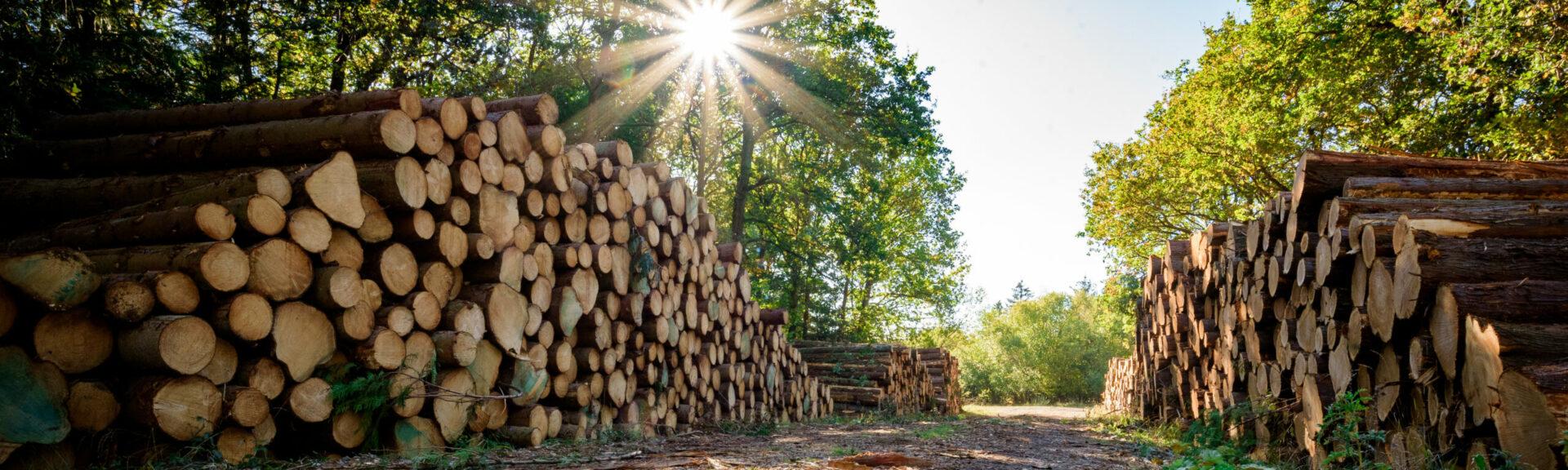 Forestry Industry, Stacked logs. Autumnal woodland Background.