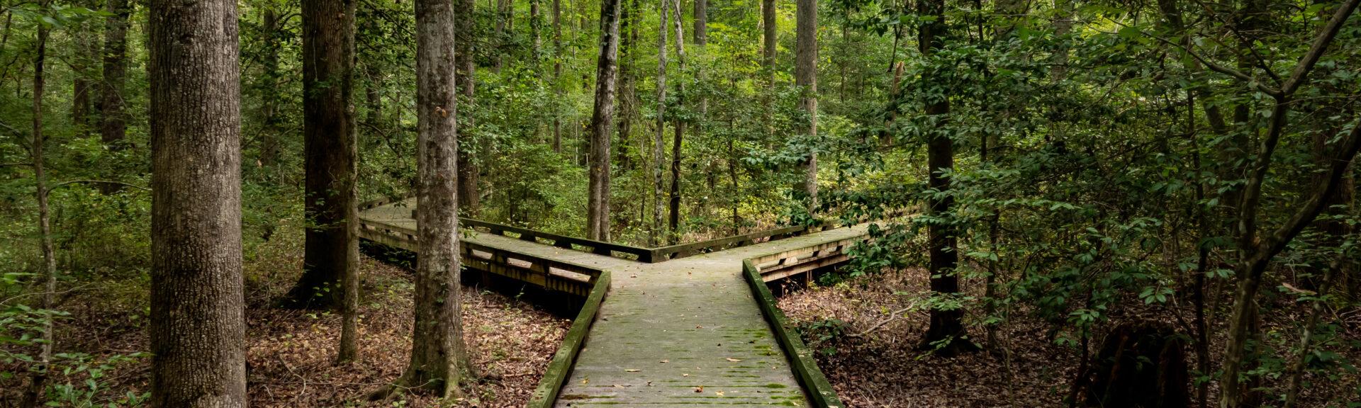 Concept of decision or choice using a wooden boardwalk in dense forest in Great Dismal Swamp