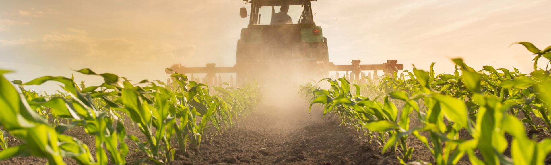 Wide angle of tractor with plowing equipment in corn field in spring time
